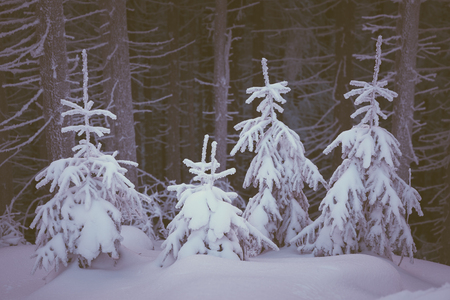 Winter landscape with snow covered fir trees in the mountain forest. Fabulous views. Color toning. Low contrastの写真素材