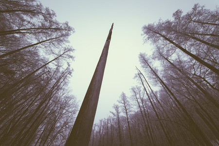 Abstract landscape with dry trees. The trunk of a dead tree. Overcast winter day. Color toning. Low contrastの写真素材