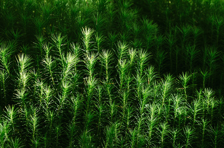 Green moss in the forest closeup. Abstract nature