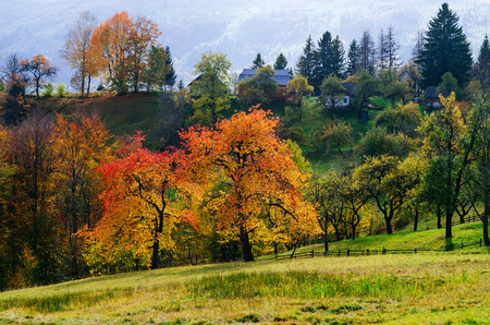 Autumn cherry tree in a mountain village. Solar landscape. Carpathians, Ukraine, Europeの写真素材