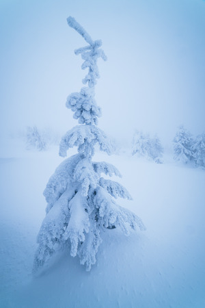 Winter in the mountain forest. Snow covered landscape. Christmas tree in the snow. Color toningの写真素材