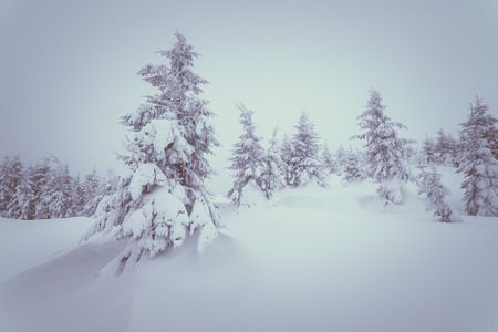 Snow drifts in the winter woods. Christmas landscape. Color toning. Low contrastの写真素材