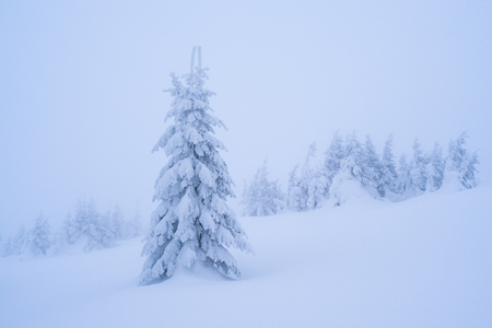 Winter landscape with snowy fir tree. Christmas view. Beauty in nature. Color toningの写真素材