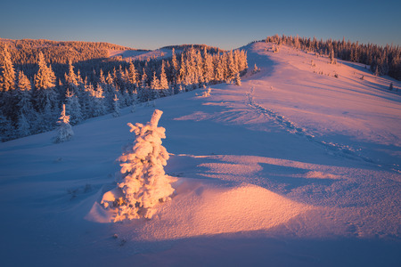 Winter landscape on a sunny morning. Little spruce under snow in the mountainsの写真素材