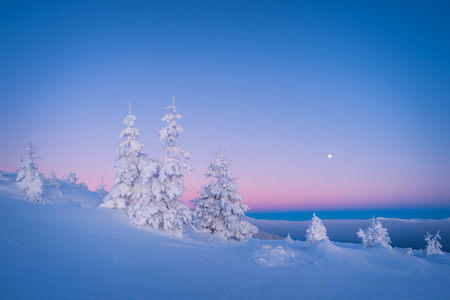 Winter landscape. Morning twilight. Frosty morning. Fir trees under the snowの写真素材