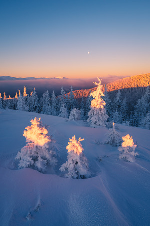 Christmas landscape. Dawn in the mountains. Fir trees in the snow. Carpathians, Ukraine, Europeの写真素材