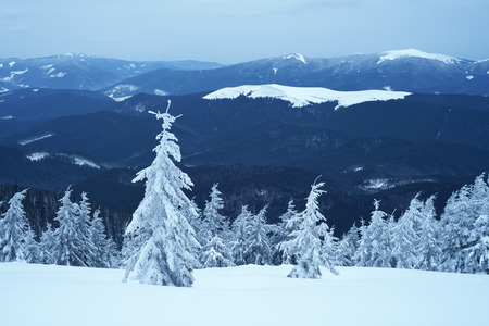 Snow in the mountains. Winter landscape with fir trees. Cloudy nightの写真素材