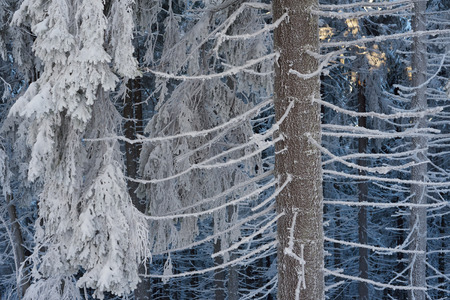 Winter forest. Fir trees in snow. Beauty in natureの写真素材