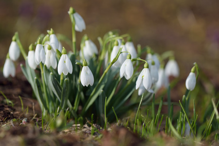 First spring flowers. Bush white snowdrops. Primroses in meadow in the mountains. Sunny dayの写真素材
