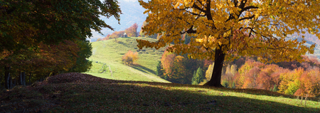 Autumn panorama in the mountain village. Landscape with a beautiful tree in the meadow. Carpathians, Ukraine, Europeの写真素材
