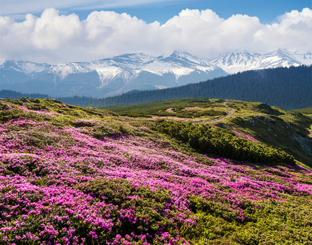 Summer landscape on a sunny day. Blooming slopes. Flowers pink rhododendron. Snowy peaks. Blue sky with cumulus clouds. The beauty in the wild. Collage of two framesの写真素材