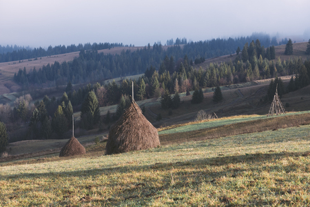 Autumn landscape in the mountains. Field with stacks of dry hay for cattle. Sunny morning. Fir forest on the slopes. Karpaty, Ukraine, Europe. Art processing of photos. Color toning and low contrastの写真素材