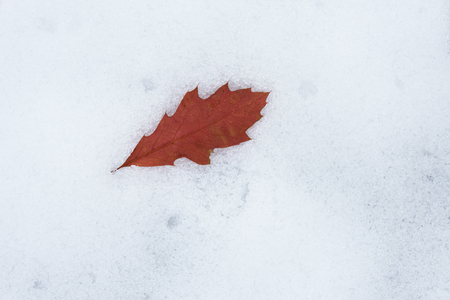 Autumn concept. Brown oak leaf on the white snow. Beauty in natureの写真素材