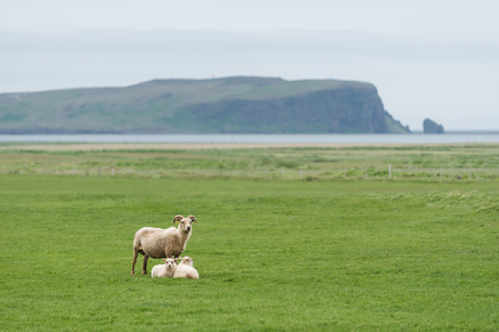 Three white sheep on pasture. Field with green grass in Iceland. View of Cape Dyrholaey on the southern coast, not far from the village V?kの写真素材