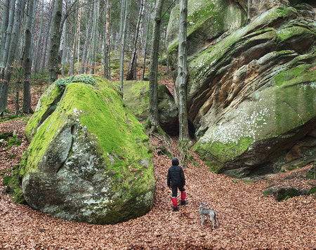Man walks with his dog. Spring landscape in the beech forest. Beautiful rocks covered with moss. Beauty in nature. Carpathians, Ukraine, Europeの写真素材