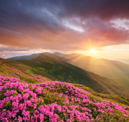 Mountain flowers in the meadow. Blooming pink rhododendron in the wild. Sky with beautiful clouds at sunset. Collage of two frames. Art processing photosの写真素材