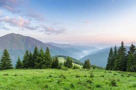 Summer landscape on a sunny morning. Spruce forest in the mountains. Green grass in the meadow. Beauty in nature. Carpathians, Ukraine, Europeの写真素材