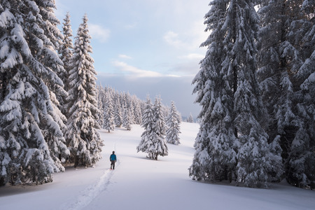 Guy walking in snowshoes in the spruce forest. Winter landscape with trees in the snow