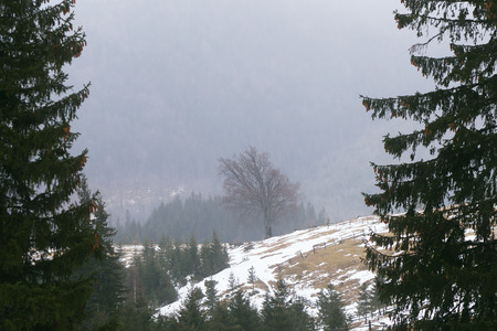 Spring landscape. Evening in mountains. Beech tree in a frame of fir branches. Beauty in natureの写真素材