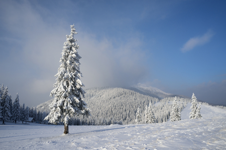 Christmas landscape with fir tree in the snow. Beautiful clouds and mountain peak. Carpathians, Ukraine, Europeの写真素材