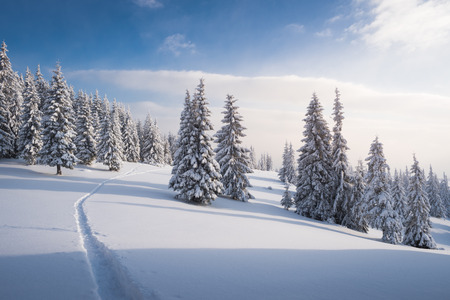 Winter forest in snow. Mountain landscape with a footpath. Sunny day and frosty weather