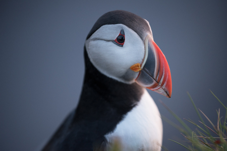 Bird Puffin at Cape Dyrholaey. Iceland Symbolの写真素材
