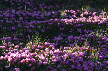 Pink flowers in the mountains. Blooming rhododendron on gladeの写真素材