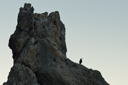 Silhouette of cormorant bird and rocks against a background of clear sky. Wild nature by the seaの写真素材