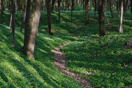 Spring landscape with a path in the forest. White flowers and juicy greens. Sunny dayの写真素材