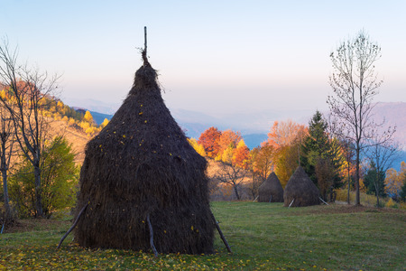 Rural landscape in autumn. Making hay for the winter. Haystacks on a mountain meadow. Sunny morning in the village. Carpathians, Ukraine, Europeの写真素材