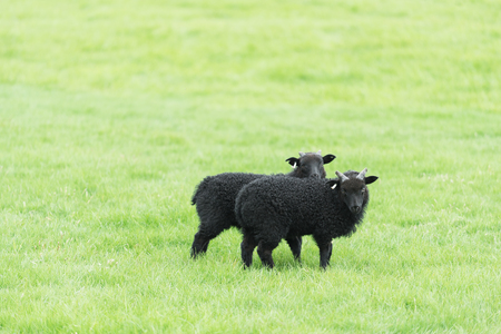 Two black sheep on a background of juicy green grass. Pasture in Icelandの写真素材