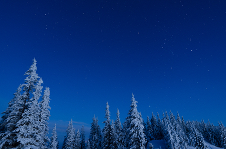 Winter landscape in blue tones. Snowy trees in a mountain forest. Starry skyの写真素材