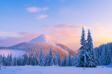 Christmas landscape with fir trees in the snow. Winter in the mountains. Fabulous views in the wildの写真素材