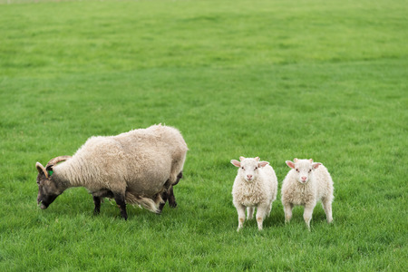 Three white sheep on pasture. Field with green grass in Icelandの写真素材