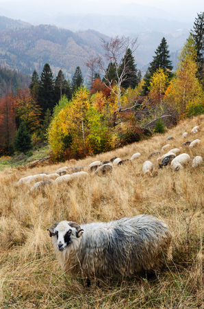 Autumn landscape. Sheep in the pasture in the mountainsの写真素材