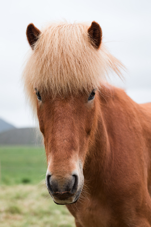 Red horse in the pasture of Icelandの写真素材