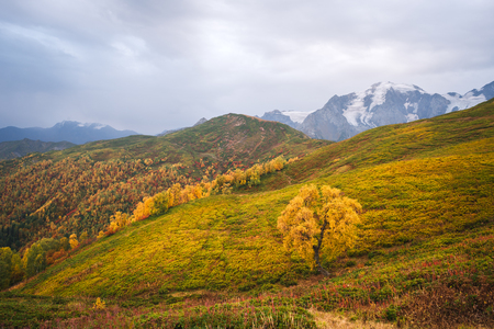 Autumn landscape. Cloudy day in the mountains. Birch on the mountain Mkheer. Zemo Svaneti, Georgiaの写真素材