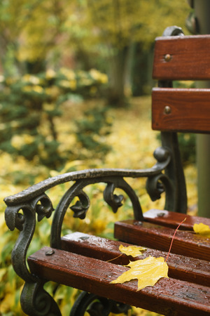 Autumn maple leaf on a bench in the parkの写真素材