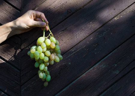 Bunch of ripe grapes in handの写真素材