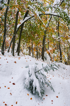 Autumn landscape with an unexpected snowfall in the forestの写真素材