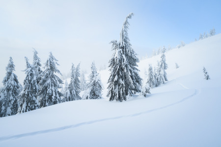 Snowy weather. Background with winter nature. Spruce trees and footpath in the snow. Landscape with a haze in the mountain forestの写真素材