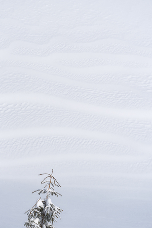 Winter background with snow texture and fir tree. Simplicity in natureの写真素材