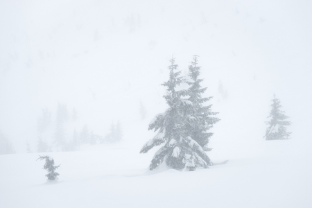 Snow storm in the winter mountains. Landscape with spruce trees in the fog. Natural backgroundの写真素材