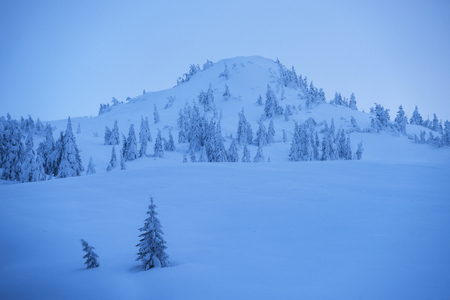 Beautiful winter landscape in the mountains. Spruce trees in the snow and snowdrifts on the hillside. Blue twilightの写真素材