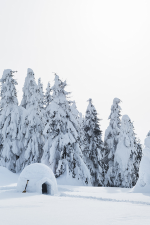 Snow white winter in the spruce forest. Igloo from the snow to shelter tourists in the winter hikeの写真素材
