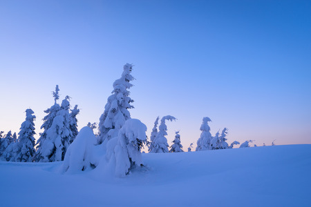 Winter wonderland with snow-covered fir trees and large snowdrifts. Dusky Landscape in Blueの写真素材