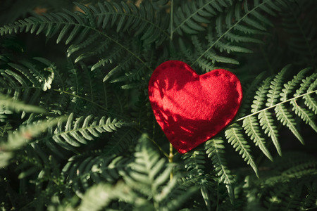 The red heart is a symbol of love in the green leaves of a fern. Festive Valentine's Day Concept