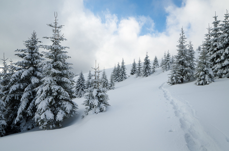 Snowy fir forest on a hillside. Footpath in the snow. Cloudy winter day. Eastern Carpathians, Ukraineの写真素材