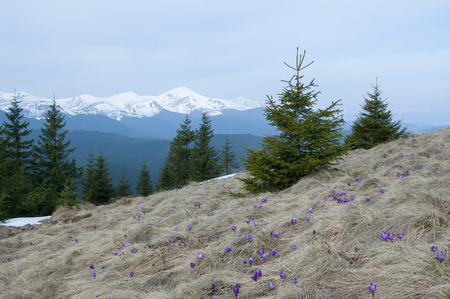 Spring landscape with snow-white peaks of the mountains and the first flowers. Blooming crocuses near the fir forestの写真素材
