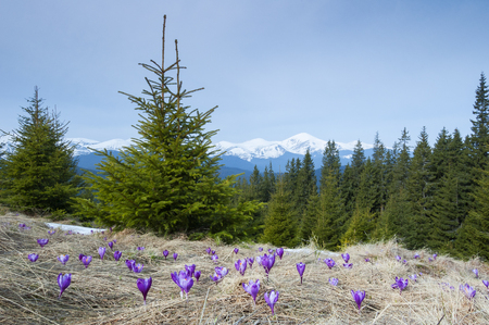 The first spring flowers in the mountains. Flowering crocuses in the meadow near the spruce forest. View of the snowy peaksの写真素材